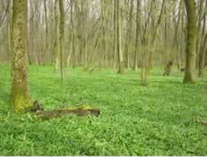 Hainich National Park